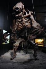 the skeleton of a prehistoric giant sloth
