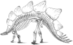 A 19th century drawing of a classic stegosaurus skeleton.