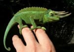 A green chameleon with three horns sitting on a person's fingers.