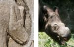 Close-up of what may be a rhino's head on the carved relief of the Ta Prohm temple as compared to an actusl rhinoceros.
